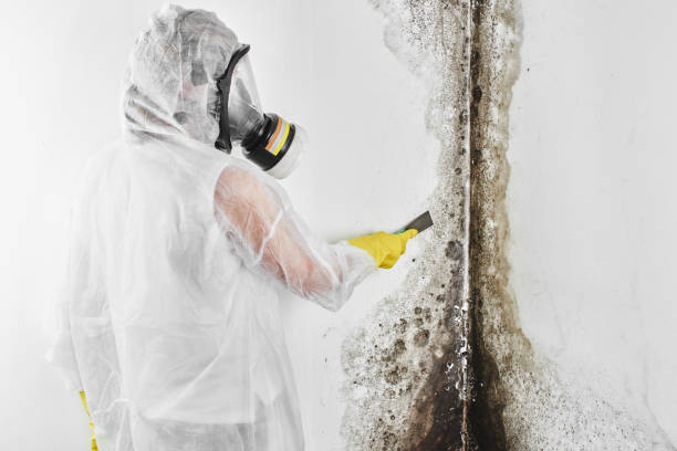 Best Mold Testing and Inspection Services in Lake City, GA