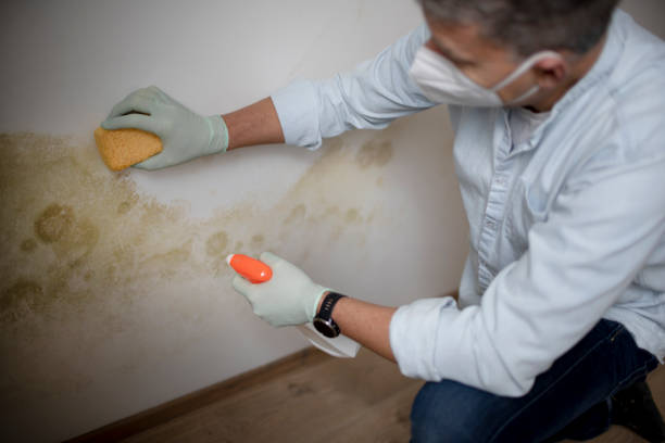 Best Black Mold Remediation in Lake City, GA